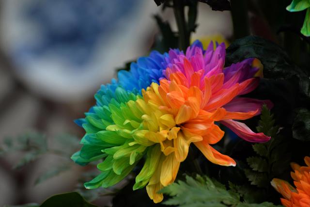 菊花有七种颜色，菊花有哪几种（七彩菊花艳丽多姿图片大赏）