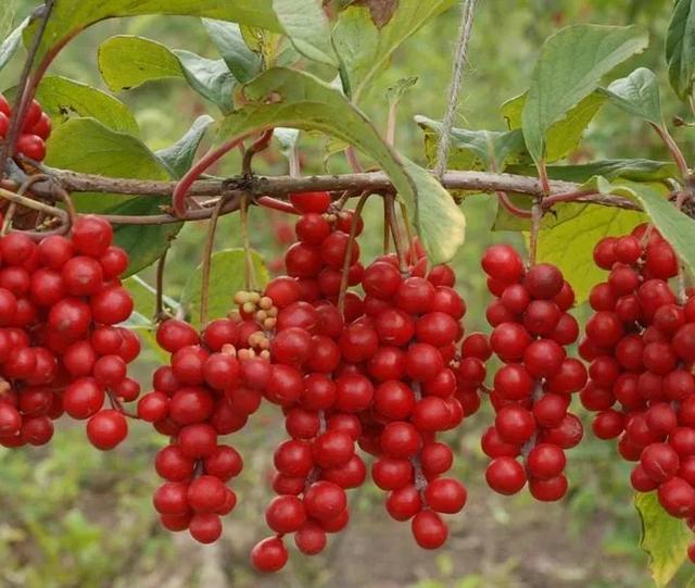 鲜花的花语和花的数目的寓意，鲜花数量的寓意（100种迷人的“数字花”）