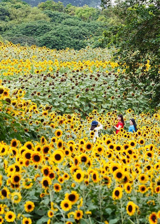 广西有哪些景点值得去，广西有哪些景点值得去看（快把广西这些游玩不累、老少皆宜的山湖美景安排上~）