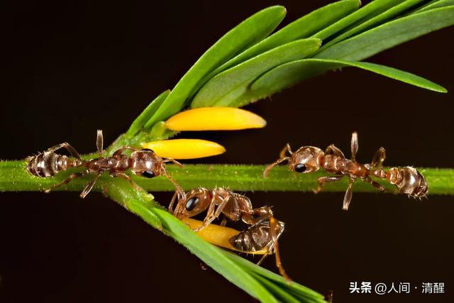 蚂蚁喜欢吃什么食物,大象爱吃什么东西(关于各种蚂蚁的简介) 蚂蚁喜欢吃什么食物,大象爱吃什么东西(关于各种蚂蚁的简介)