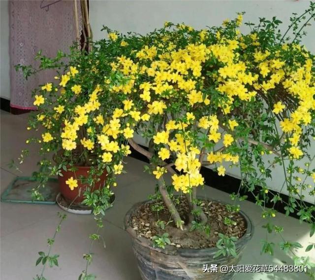 过节适合送什么花，入手6种“大吉大利花”