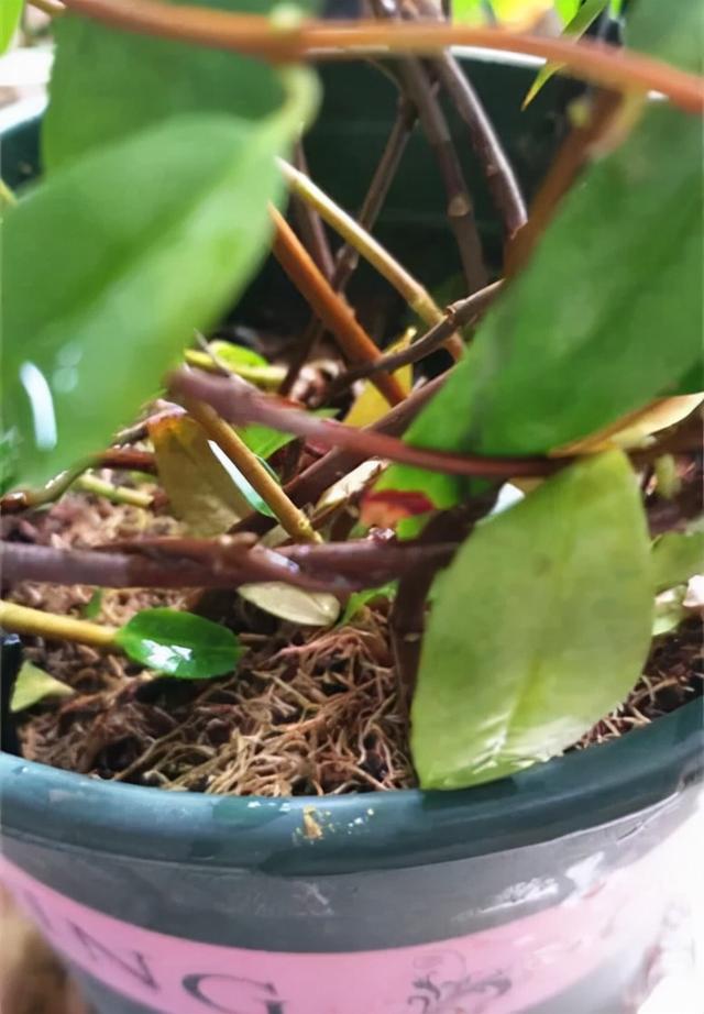 法国香水花，堪称开花界“航空母舰”（法国香水花有毒吗）