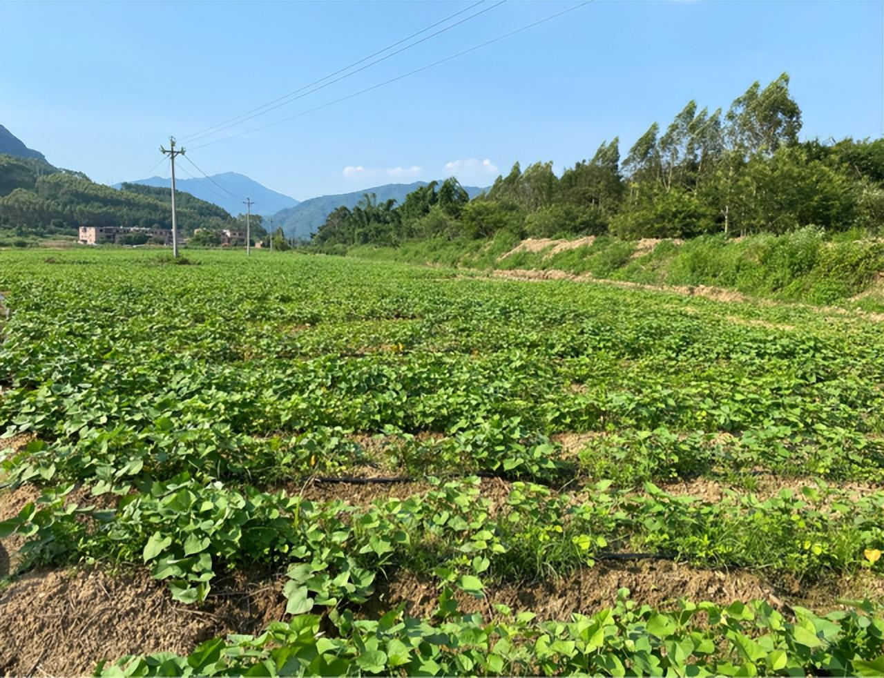 政府扶持办厂项目(在家办厂致富好项目)