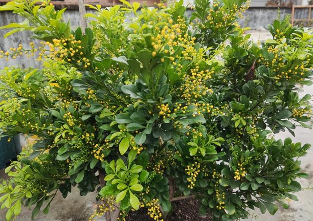 室内什么花香好闻又清香，室内什么花香味最好闻（而且开花香味十足）