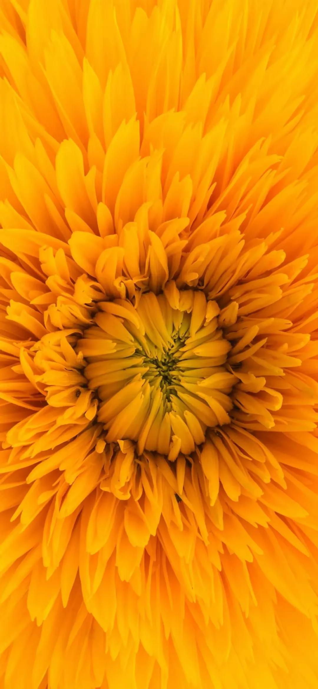 温柔花朵系列全屏壁纸,超清精美图片(高清花朵壁纸唯美) - 彝家农业网