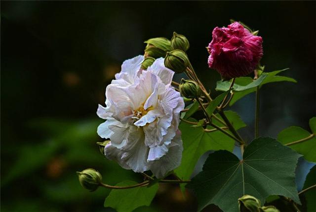 芙蓉是什么花，水中芙蓉是什么花（醉芙蓉最为名贵）