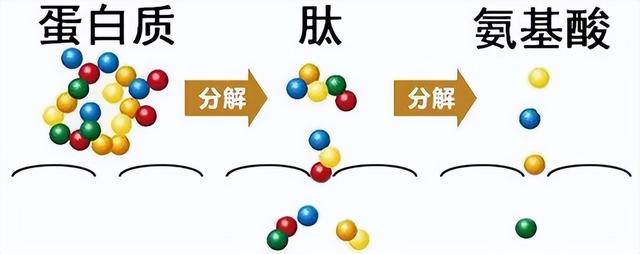 生物活性物质（生物活性肽一）