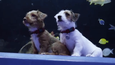 狗和人能生孩子吗，人跟狗会生出孩子吗（为啥狗狗会和母亲“近亲繁殖”）