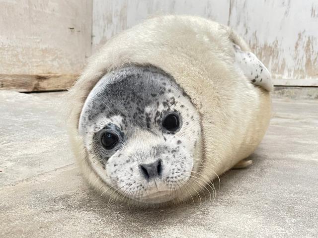 海懒和水獭的区别，海獭和水獭哪个厉害（生物圈的黑暗王者）