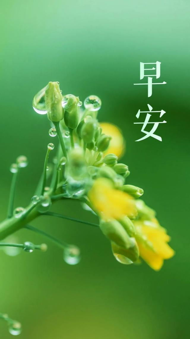工作励志正能量文案，正能量满满的励志句子有哪些（早安心语，正能量努力工作文案）