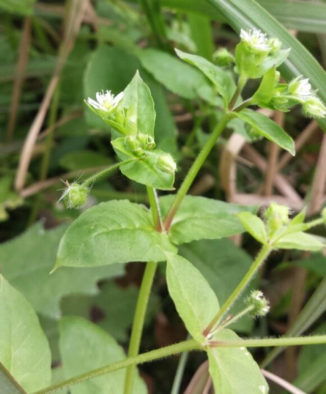 有哪些野菜可以吃，有哪些野菜可以吃视频播放（120种野菜介绍）