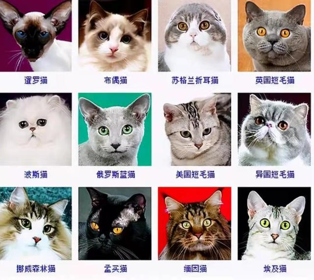猫咪的品种有哪些，什么猫咪好看又好养