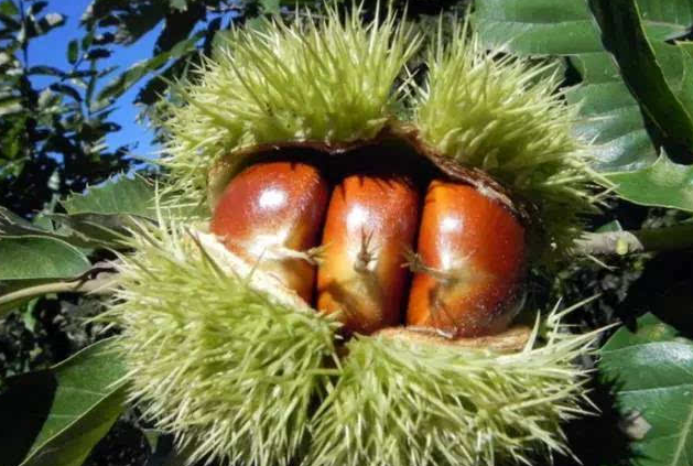 炒板栗简单实用版怎么做，想吃糖炒栗子不用买