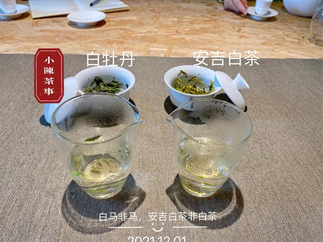 白茶属于哪类茶，白茶属于什么茶（说清楚绿茶和白茶的不同）