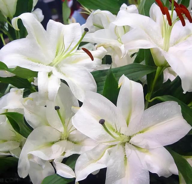 花，花好月圆人长久（72种鲜花欣赏图片）