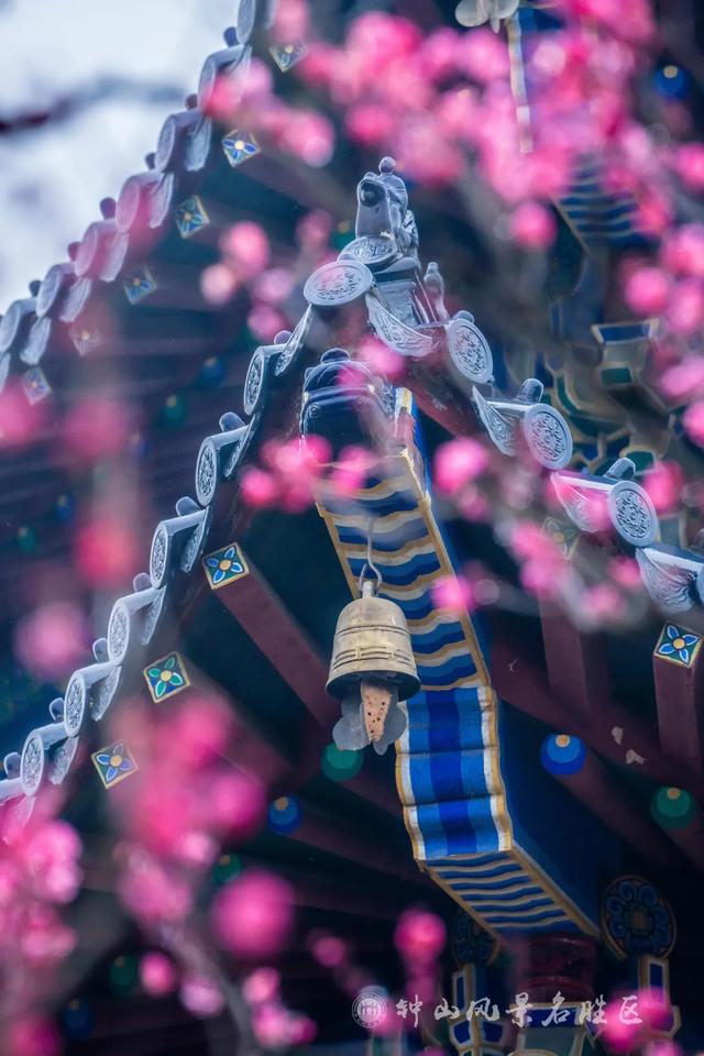 文化遗产：南京梅花山的文化，文化遗产的价值（天下第一梅山迎观赏期）