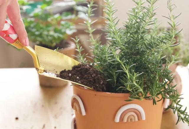 迷迭香的养殖方法和注意事项，迷迭香养殖方法与技巧（能长成小树）