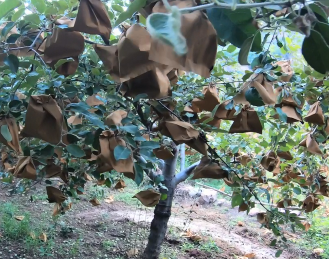 怎么介绍苹果树 苹果树介绍，怎么介绍苹果树（苹果树丨各具形态、恣意生长、绚烂而又朴实的一生）