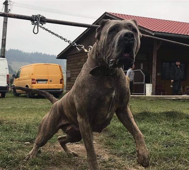 意大利护卫犬,世界"猛犬"排行榜(意大利护卫犬卡斯罗图片)