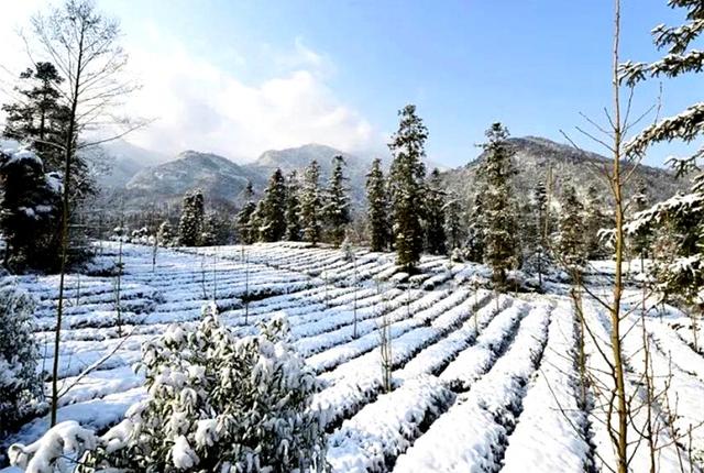 中国十大茉莉花茶，中国十大茉莉花茶叫什么雪（峨眉雪芽飘雪荣获2022全国茉莉花茶十大创新品牌）