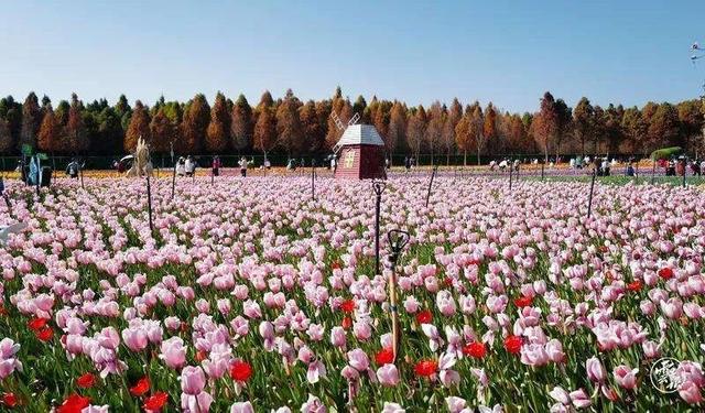 云南花海旅行记，春天，来云南与七彩花海相遇