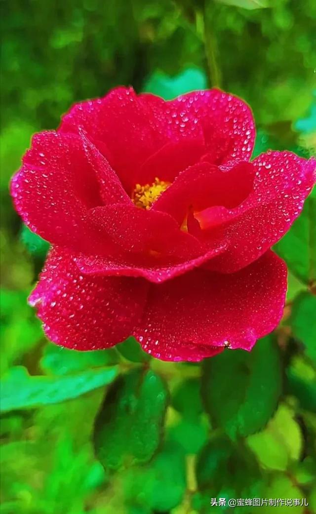 红玫瑰背景图，红玫瑰背景图ins（一朵朵玫瑰花绽放美丽的容颜）