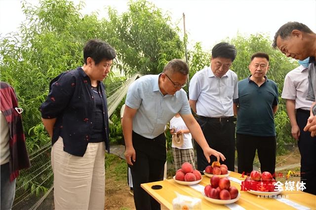 桃树苗新品种大全，今年桃树苗新品种（山农大育成4个早熟高甜桃新品种）