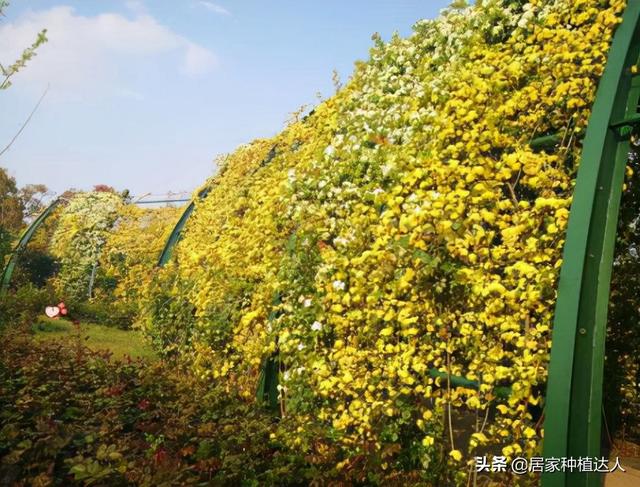 红木香好还是黄木香好，木香花为什么不能种在家里（观赏性极高的黄木香）