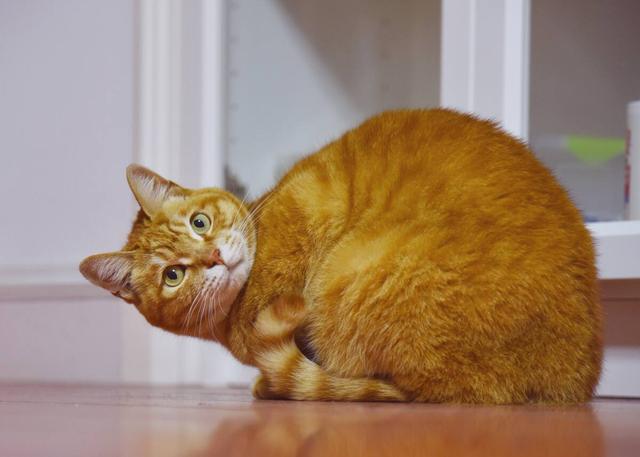 宠物店猫咪多少钱一只，宠物店猫咪多少钱一只猫（但宠物店老板不会告诉你）