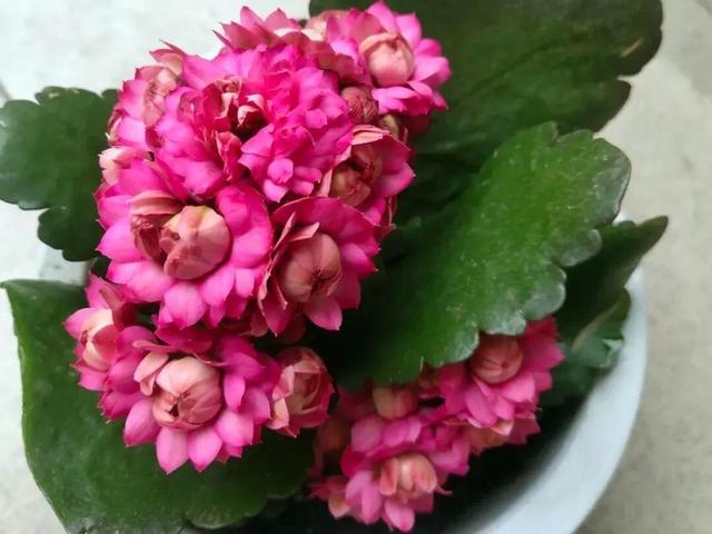 春天的花代表，春天的花代表什么（<一>君子兰、杜鹃、茶花、梅花、长寿花）