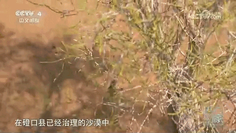 巴彦淖尔六大美食，你好，我叫巴彦淖<nào>尔