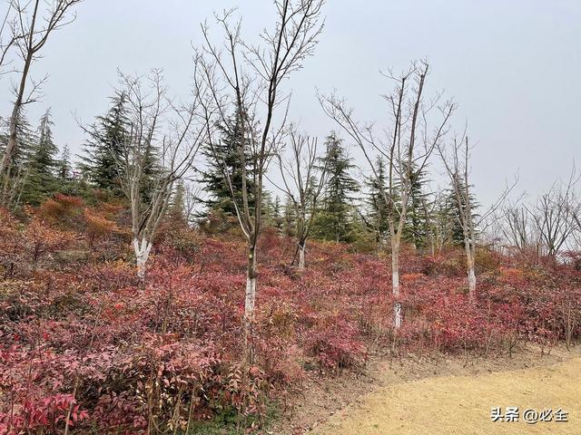 客观原因是什么意思，客观原因什么意思是什么（为啥树木会出现僵苗）