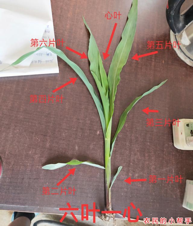 六毛啥意思，六毛五什么意思（2种情况，老农教你别数错了）