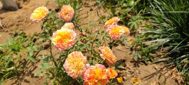 免打扰模式怎么设置，手机免打扰模式在哪里设置（手机免打扰模式开启）