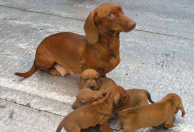 腊肠犬的特点，腊肠犬的种类（看完腊肠犬的优缺点）