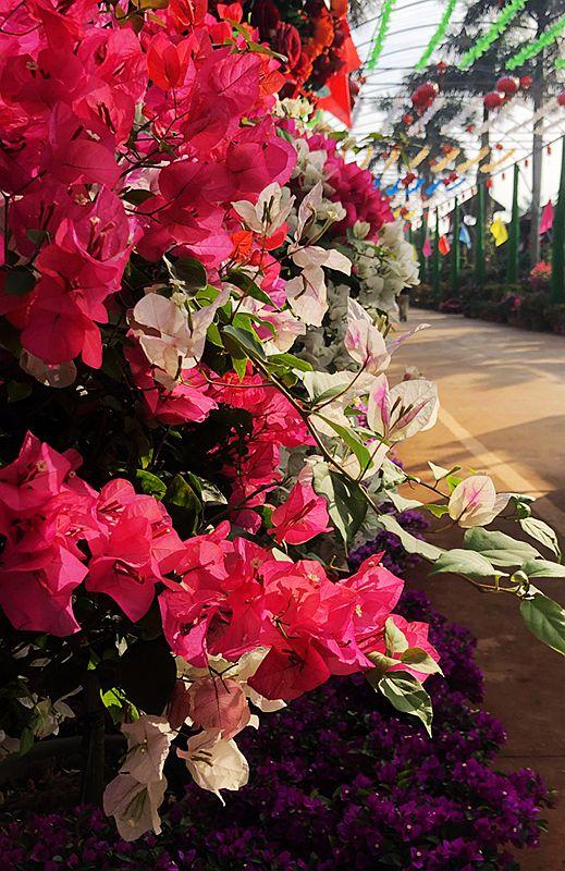 麒麟花的寓意是什么，客厅摆放麒麟的图片（海南迎春花市年味渐浓）