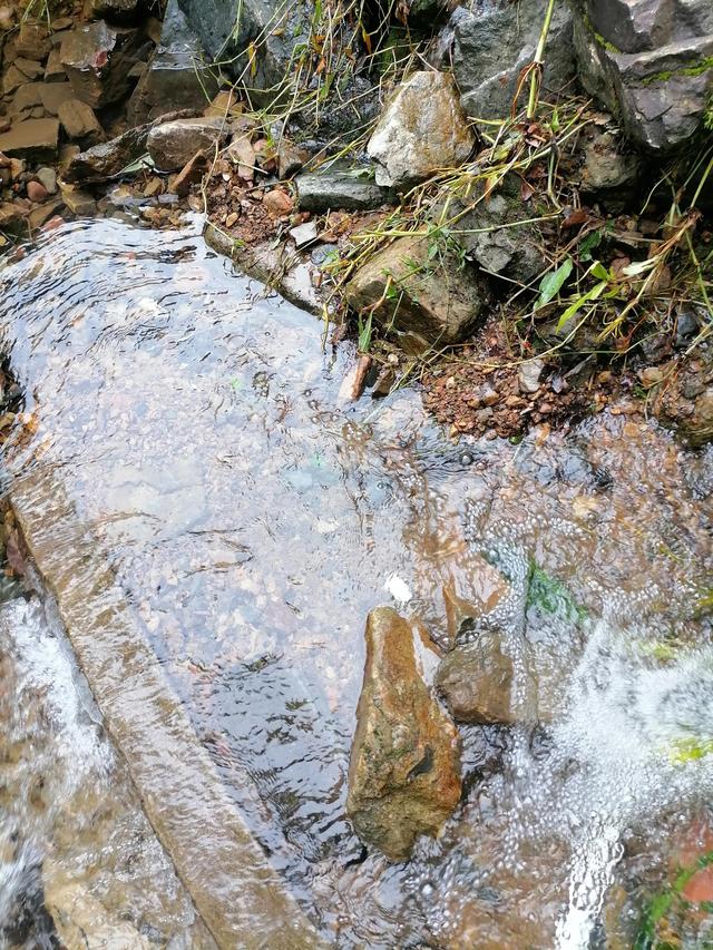 大自然的搬运工，大自然的搬运工是什么动物（大自然的搬运工是什么动物日记）