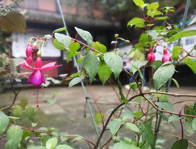 灯笼花的种殖方法，灯笼花怎么育苗（主要有这3种繁殖方法）