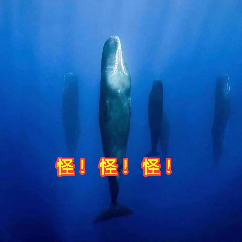 深海巨鱿“大王酸浆鱿”名字引热议，网友调侃其名太污令人忍俊不禁