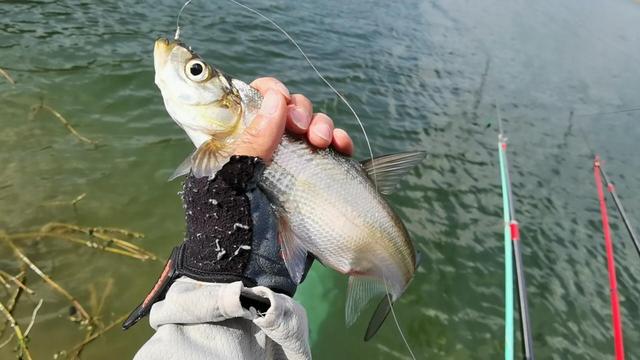 附近哪里可以钓鱼，附近哪里好钓鱼（昆明周边100公里柴石滩水库）