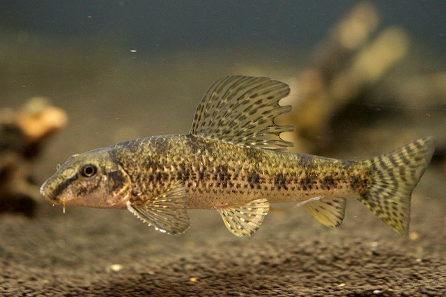 白色的鱼是什么鱼，白色的观赏大鱼是什么鱼（黑龙江鱼类之“三十二杂鱼”图谱）