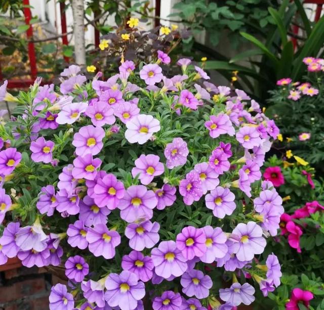 春天开的常见的花，春天开的常见的花图片（超齐全的播种时间表）