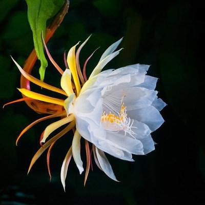朱槿花象征什么，朱槿花的寓意（被很多老人拉入“黑名单”的3种花）
