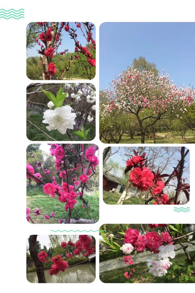 西府海棠的花语和寓意，西府海棠的花语和寓意是什么（钟山*雨花台*玄武湖）