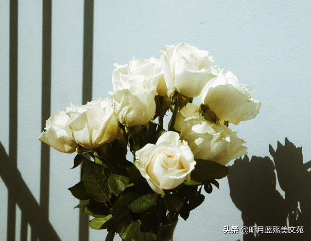 初识的美好唯美句子，初见相遇的唯美句子（最美好的遇见）