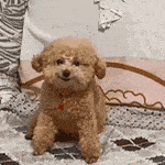 【沙雕狗狗头像】微信，【沙雕狗狗头像】（狗狗沙雕动图表情包 ​​​）