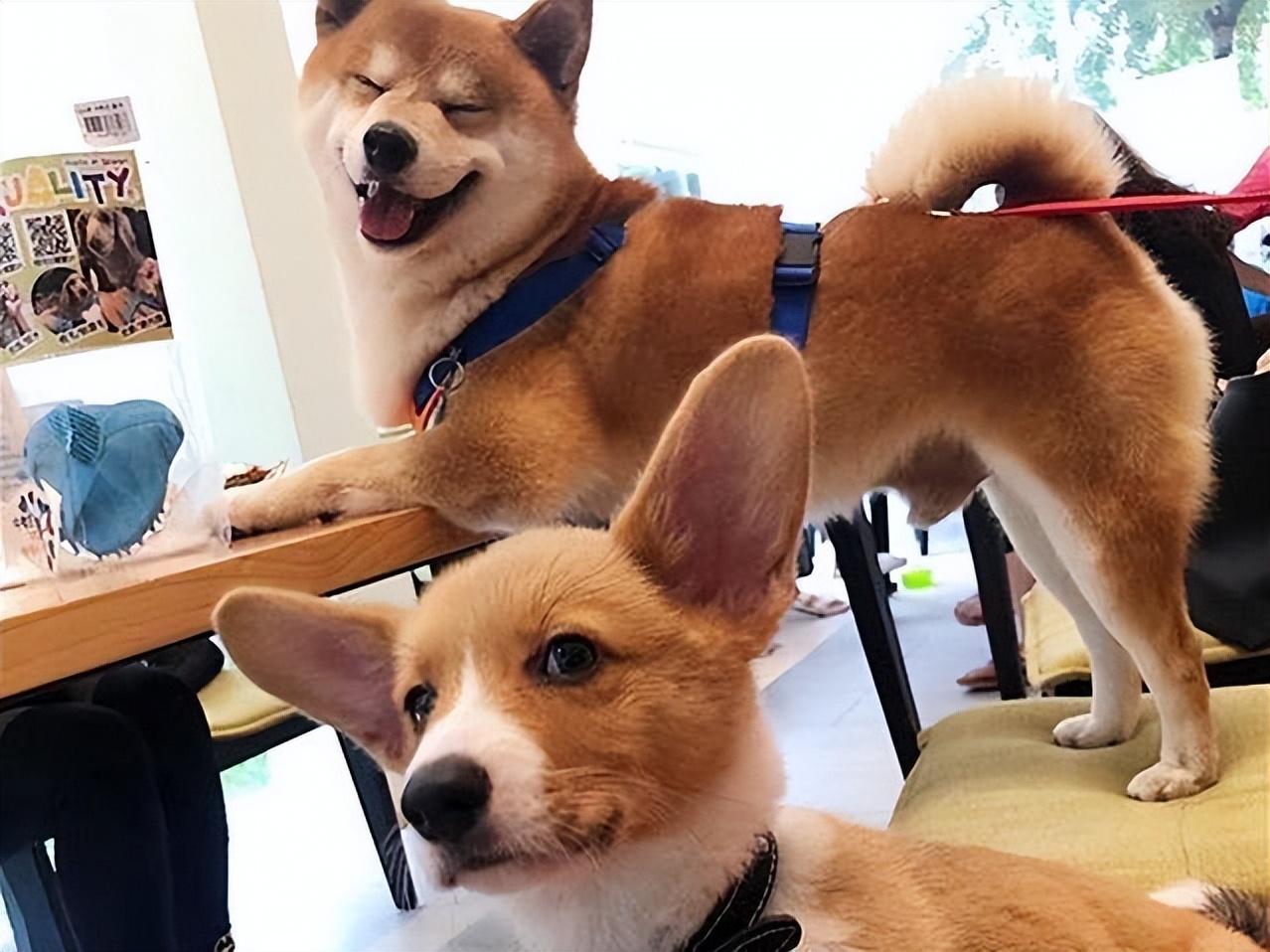 柴犬和柯基(柴犬和柯基的串串)