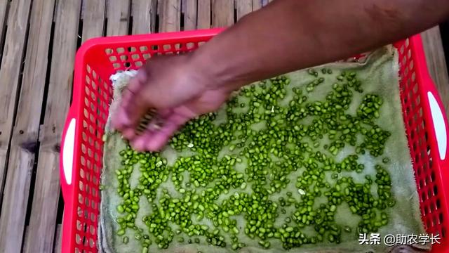 家庭绿豆种植简单方法技术，家庭绿豆种植简单方法技术说明（教你在家自发绿豆芽）