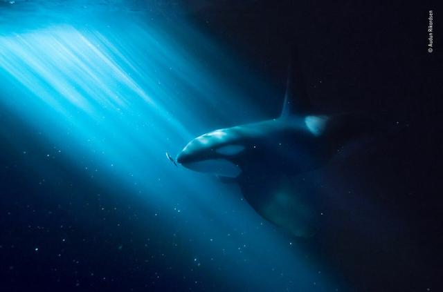 欧美吴彦祖，微信头像，欧美吴彦祖（2018年度最佳野生动物摄影作品图集）