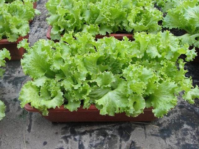 球生菜多少天可以成熟，球生菜常温可以放几天（种一次一直有的吃）